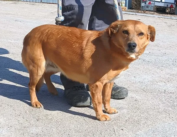 Znaleziono psa, Pieckowo, 7 kwietnia 2026 (1/2)