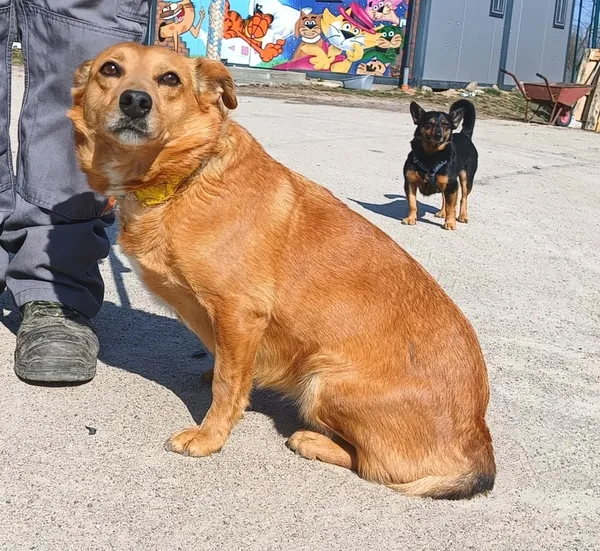 Znaleziono psa, Pieckowo, 7 kwietnia 2026 (2/2)