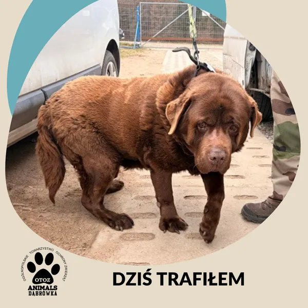 Znaleziono psa, Dąbrówka, 6 kwietnia 2026