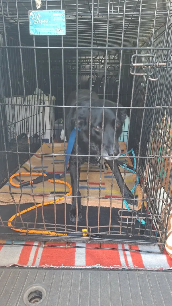 Znaleziono psa, Sosnowiec, 6 kwietnia 2026