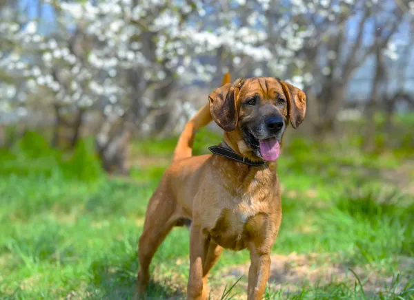 Oddam psa, Olsztyn, Grunwaldzkie, 10 kwietnia 2026 (1/2)