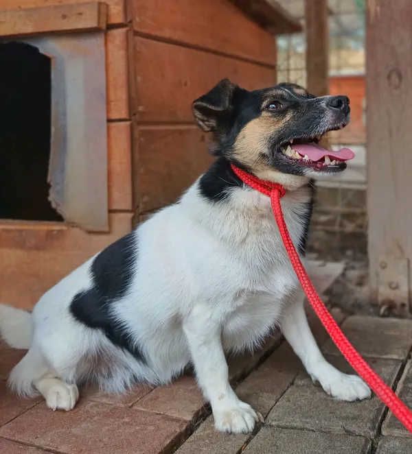 Oddam psa, Truskaw, 10 kwietnia 2026 (1/2)