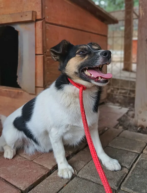 Oddam psa, Truskaw, 10 kwietnia 2026 (2/2)