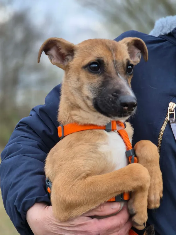 Oddam psa, Budy Grabskie, 10 kwietnia 2026 (1/4)