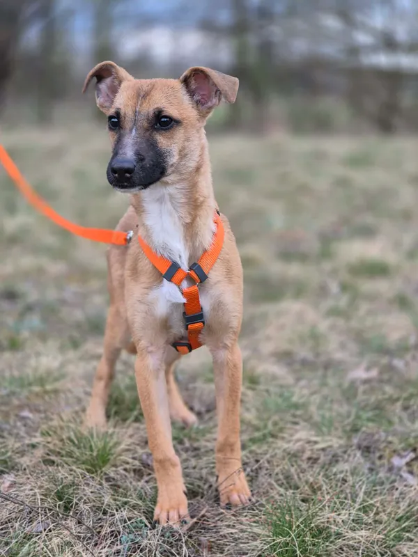 Oddam psa, Budy Grabskie, 10 kwietnia 2026 (2/4)