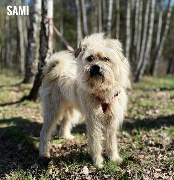 Pies do adopcji, Rytlów, 9 kwietnia 2026