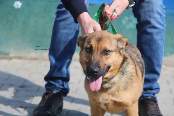 Pies do adopcji, Nowy Dwór Mazowiecki, 10 kwietnia 2026 (4/5)