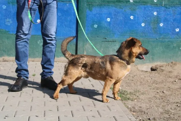 Pies do adopcji, Nowy Dwór Mazowiecki, 10 kwietnia 2026 (5/5)