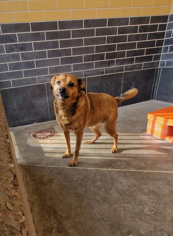 Znaleziono psa, Wrocław, 31 marca 2026