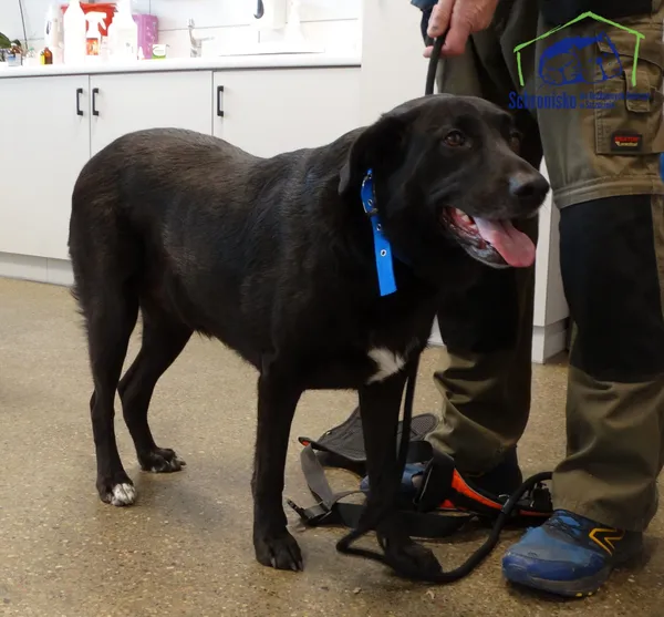 Znaleziono psa, Szczecin, 10 kwietnia 2026