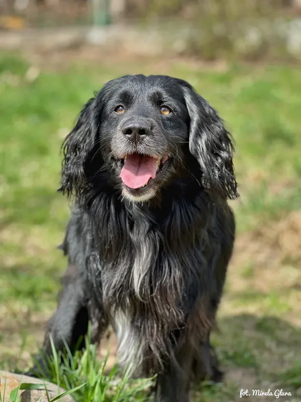 Pies do adopcji, Bydgoszcz, 10 kwietnia 2026 (1/5)