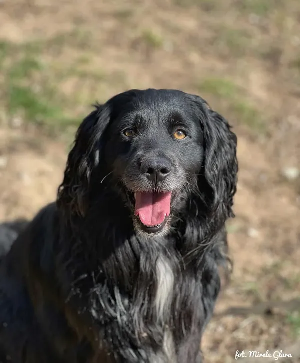 Pies do adopcji, Bydgoszcz, 10 kwietnia 2026 (2/5)