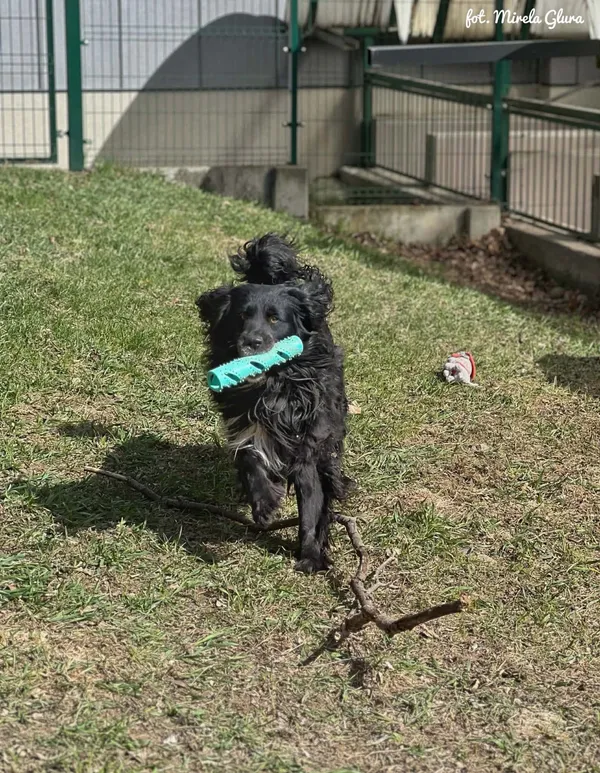 Pies do adopcji, Bydgoszcz, 10 kwietnia 2026 (5/5)