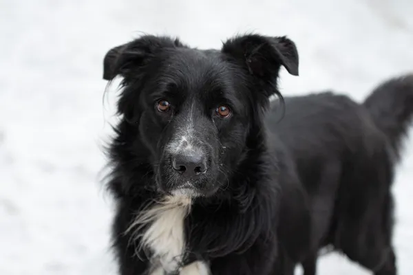 Pies do adopcji, Nowodwór, 8 kwietnia 2026 (1/5)