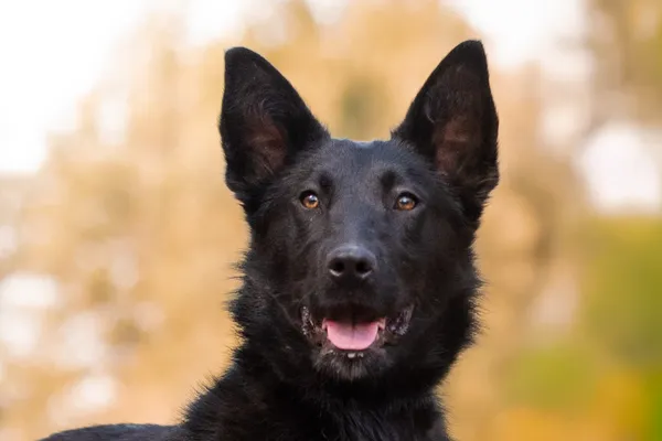 Pies do adopcji, Nowodwór, 8 kwietnia 2026 (2/5)