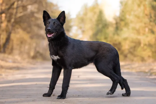 Pies do adopcji, Nowodwór, 8 kwietnia 2026 (4/5)