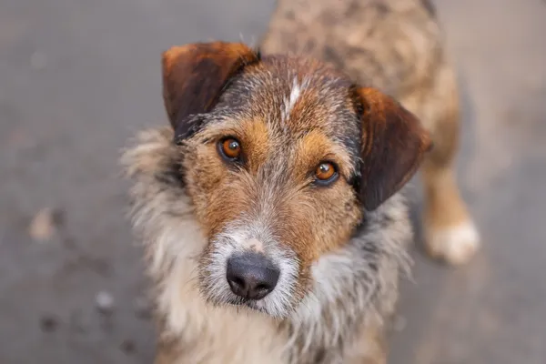 Pies do adopcji, Nowodwór, 8 kwietnia 2026 (3/5)