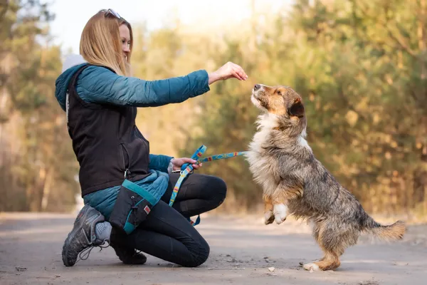 Pies do adopcji, Nowodwór, 8 kwietnia 2026 (4/5)