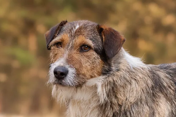 Pies do adopcji, Nowodwór, 8 kwietnia 2026 (5/5)