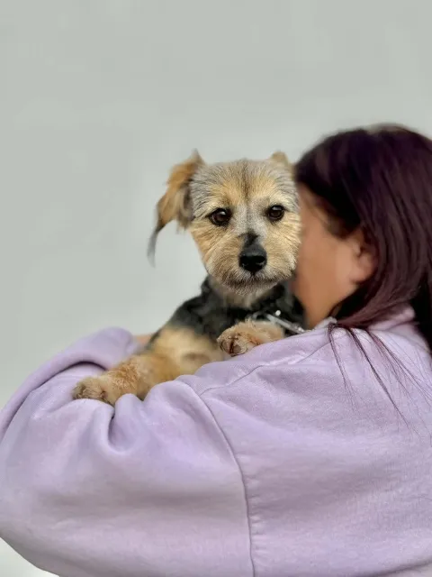 Pies do adopcji, Piła, 26 lutego 2026 (1/5)