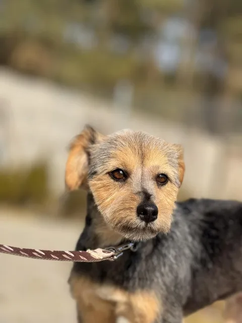 Pies do adopcji, Piła, 26 lutego 2026 (2/5)