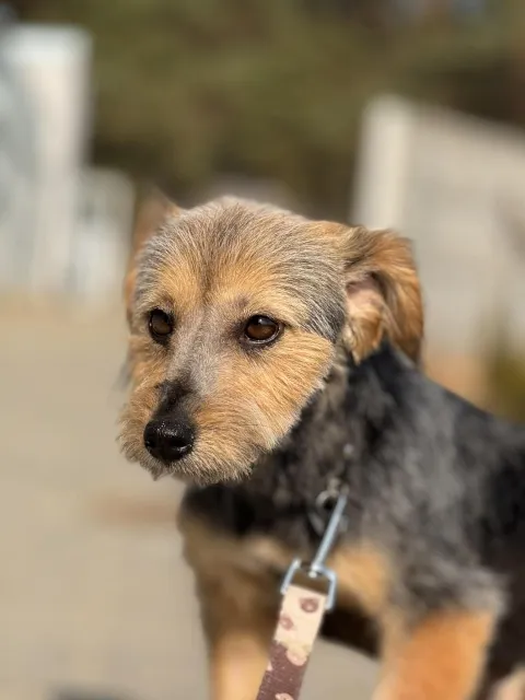 Pies do adopcji, Piła, 26 lutego 2026 (3/5)