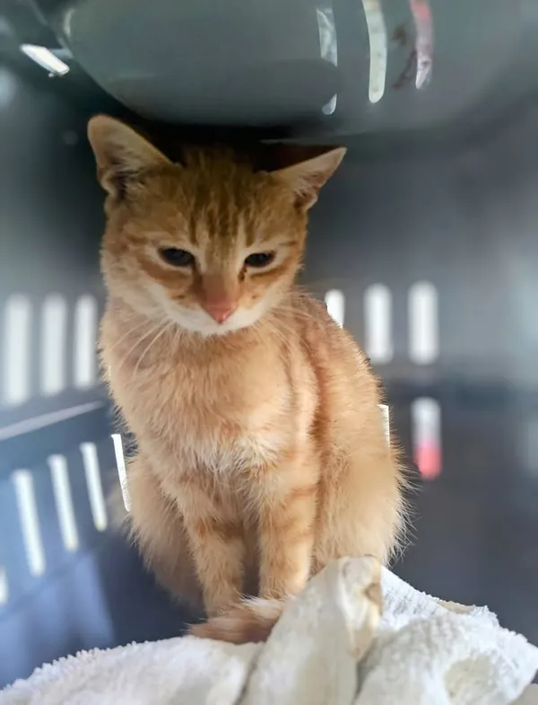 Znaleziono kota, Lublin, 3 kwietnia 2026