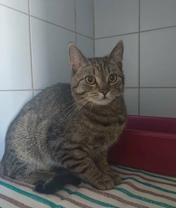 Znaleziono kota, Lublin, 4 kwietnia 2026