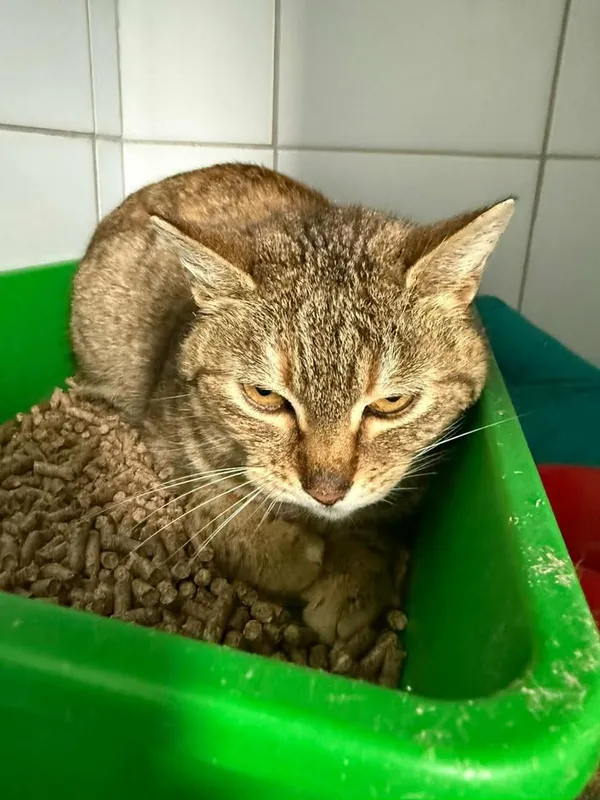 Znaleziono kota, Lublin, 5 kwietnia 2026