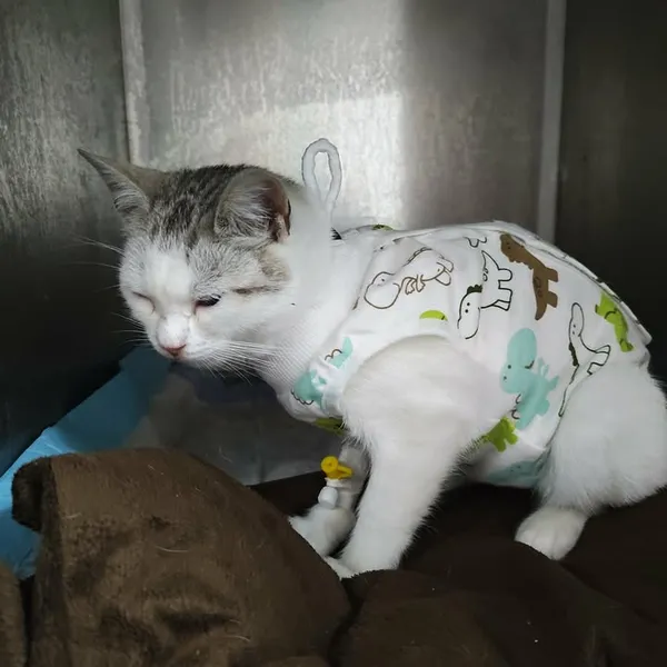 Znaleziono kota, Lublin, 5 kwietnia 2026