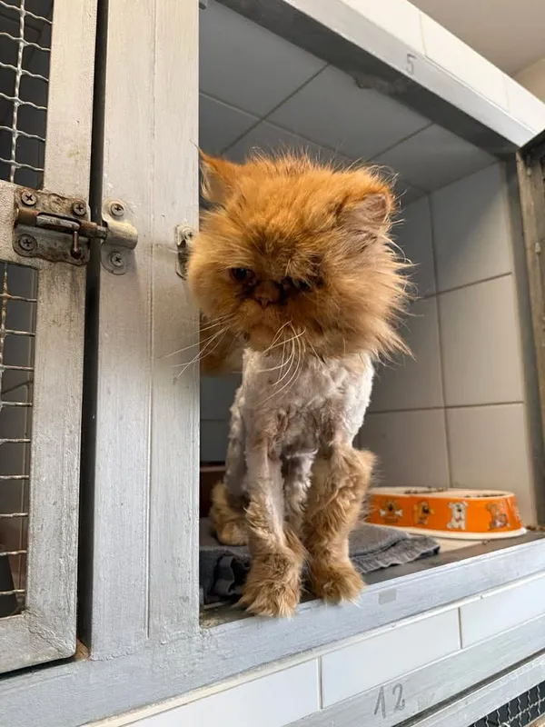 Znaleziono kota, Lublin, 6 kwietnia 2026