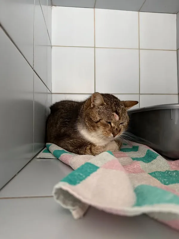 Znaleziono kota, Lublin, 8 kwietnia 2026