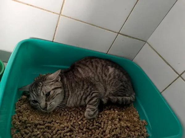 Znaleziono kota, Lublin, 8 kwietnia 2026