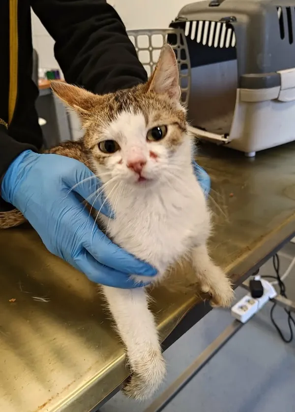 Znaleziono kota, Lublin, 8 kwietnia 2026