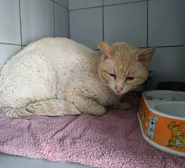 Znaleziono kota, Lublin, 9 kwietnia 2026