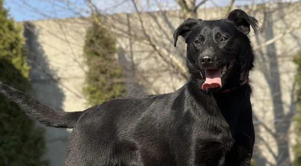 Pies do adopcji, Pieczyska, 10 kwietnia 2026 (1/5)