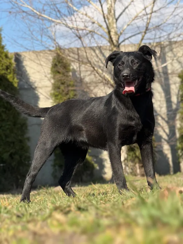 Pies do adopcji, Pieczyska, 10 kwietnia 2026 (2/5)