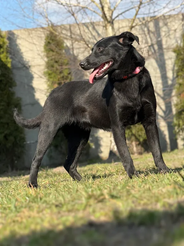 Pies do adopcji, Pieczyska, 10 kwietnia 2026 (3/5)