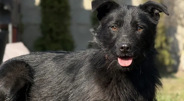 Pies do adopcji, Pieczyska, 10 kwietnia 2026 (1/5)