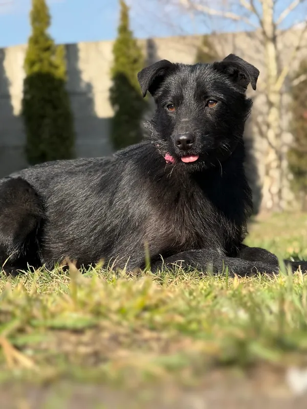 Pies do adopcji, Pieczyska, 10 kwietnia 2026 (3/5)