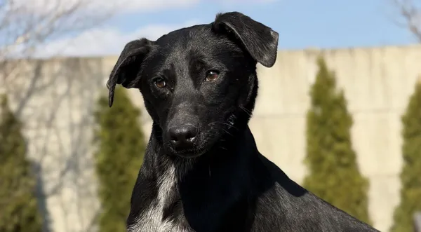 Pies do adopcji, Pieczyska, 10 kwietnia 2026 (1/4)