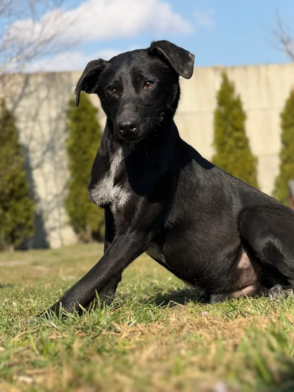 Pies do adopcji, Pieczyska, 10 kwietnia 2026 (3/4)