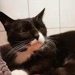 Kot do adopcji
