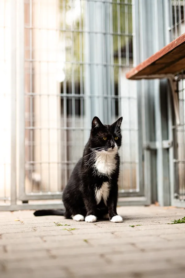 Kot do adopcji, Częstochowa, 3 listopada 2025 (5/5)