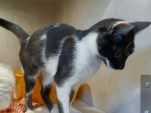 Znaleziono kota, Sosnowiec, 9 kwietnia 2026