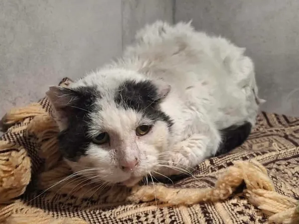 Znaleziono kota, Sosnowiec, 8 kwietnia 2026