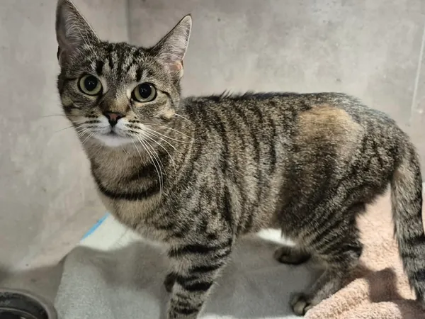 Znaleziono kota, Sosnowiec, 6 kwietnia 2026