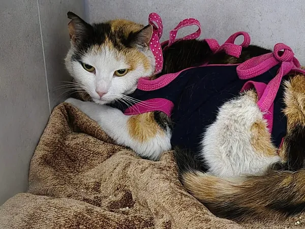 Znaleziono kota, Sosnowiec, 6 kwietnia 2026