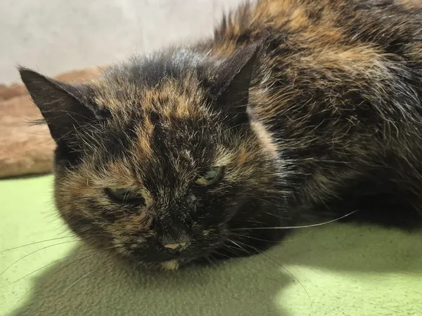 Znaleziono kota, Sosnowiec, 7 kwietnia 2026