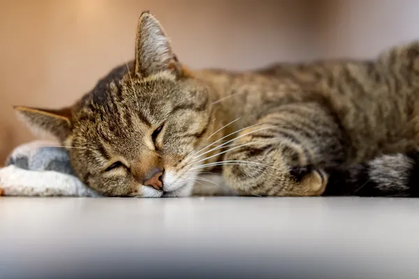 Znaleziono kota, Sosnowiec, 7 kwietnia 2026 (2/2)